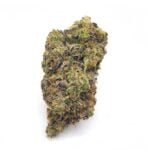 Great White Shark AAAA