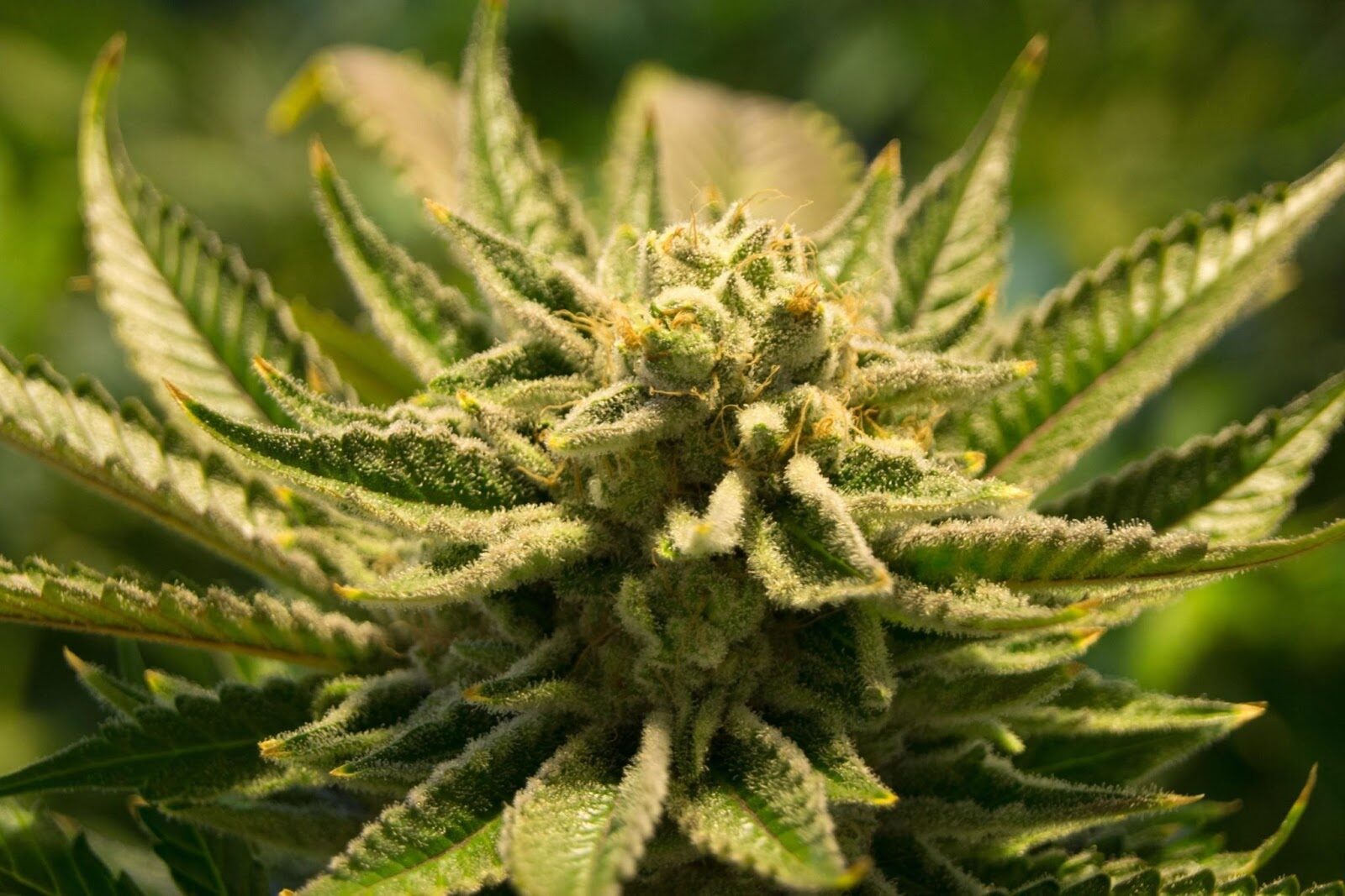 A close-up of a healthy cannabis plant with green leaves and buds, illustrating its growth and natural beauty.