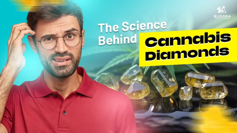 Confused man with cannabis diamonds, Budora guide on the science behind them.