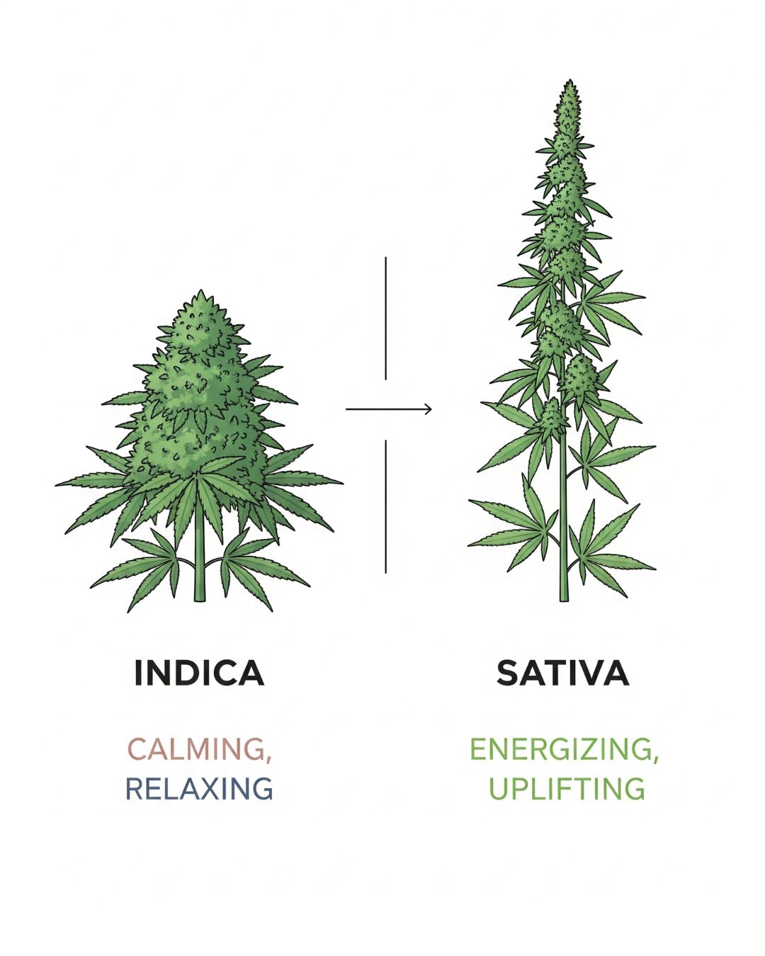 Does Sativa or Indica Make You Sleepy? Their Effects and Differences 1 Illustrates the difference between Indica and Sativa cannabis plants, highlighting their contrasting effects and physical forms.