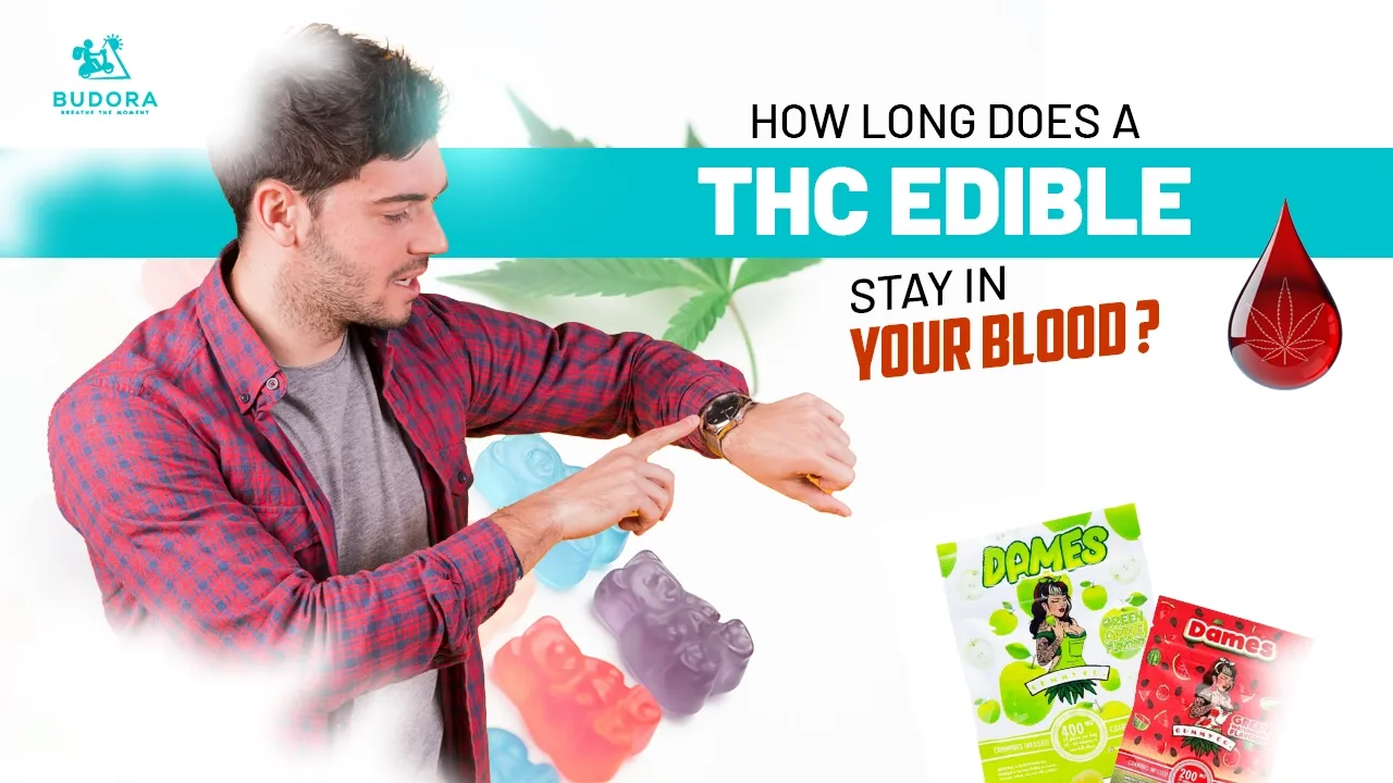 Man checking his watch next to THC gummy edibles, with the title How long does a THC edible stay in your blood?