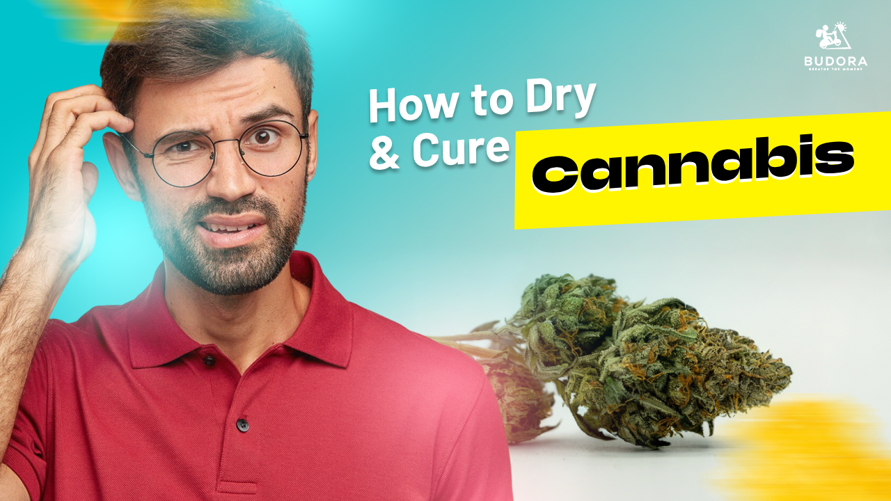 How to Dry and Cure Cannabis: The Complete Guide for Perfect Buds