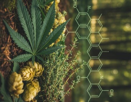 Cannabis, hops, and thyme leaves with a subtle myrcene molecular structure overlay, evoking natural relaxation.