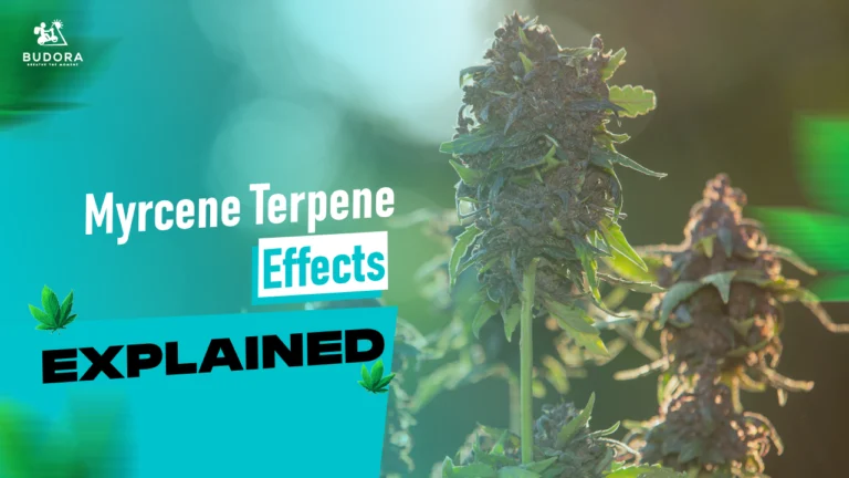 Myrcene Terpene Effects Explained: From Cannabis to Everyday Herbs