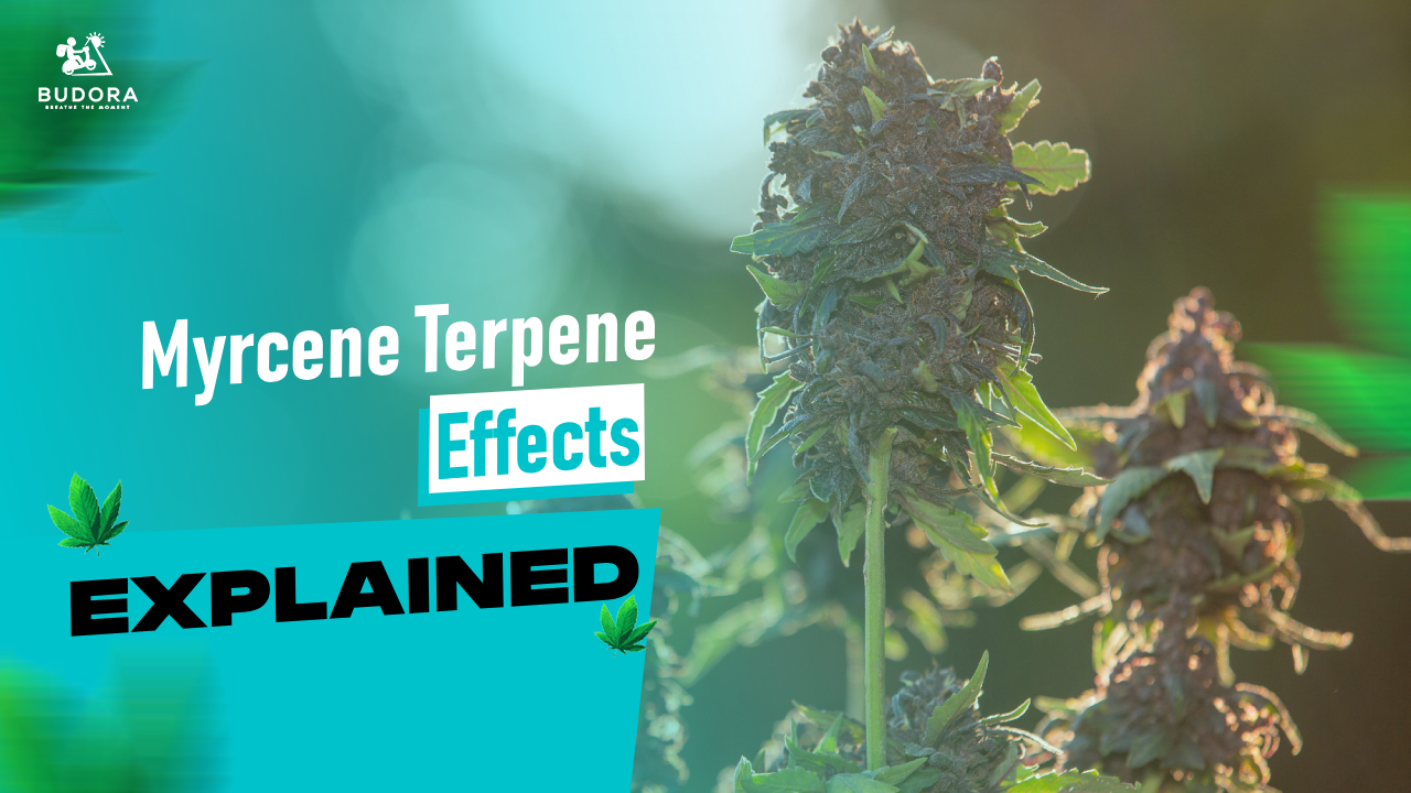 Myrcene Terpene Effects Explained: From Cannabis to Everyday Herbs