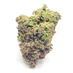 OG Shark AAAA+