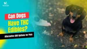 Can Dogs Have THC Edibles? Alternative CBD Options for Pets