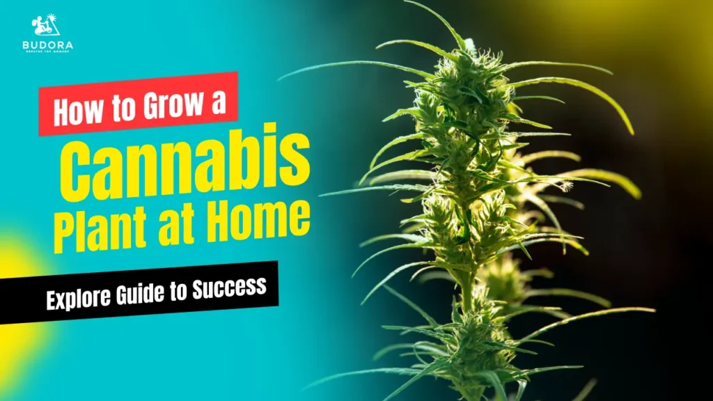How to Grow a Cannabis Plant at Home: A Beginner's Guide to Success
