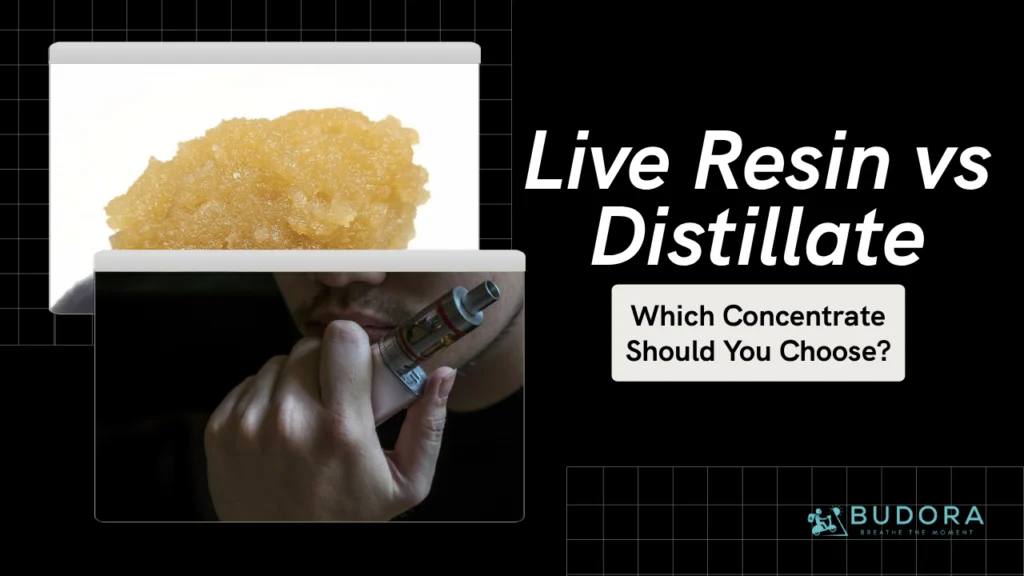 Live Resin vs Distillate: Which Concentrate Should You Choose