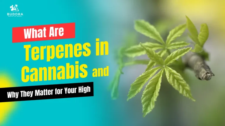 Terpenes in Cannabis and Why They Matter for Your High