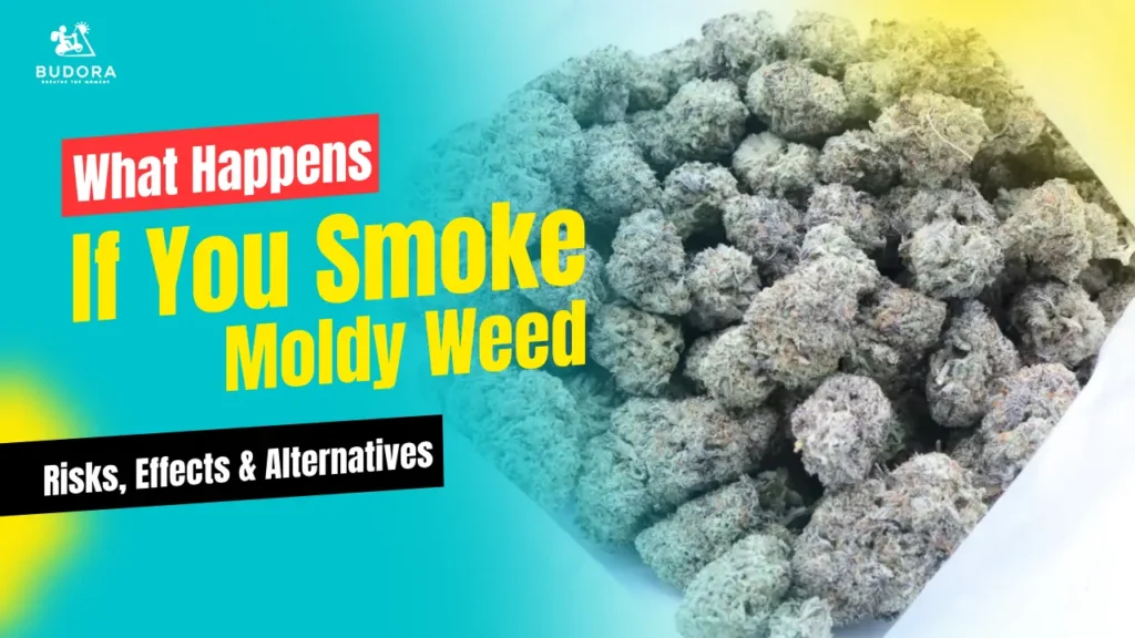 If You Smoke Moldy Weed: Risks, Effects & Alternatives